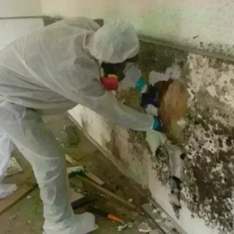 Mold Remediation and Removal in Jackson, NC